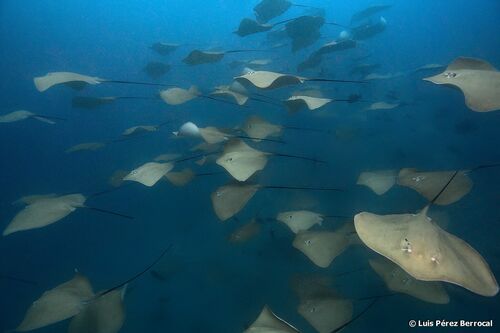 Pink Whipray, photo 3 of 10