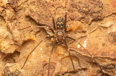 Loxosceles simillima