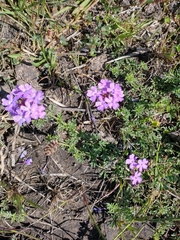Glandularia aristigera