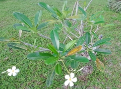 Plumeria