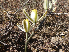 Albuca longipes