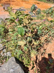 Solanum subinerme