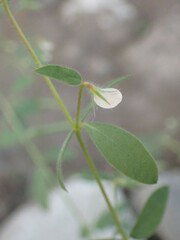 Acmispon americanus