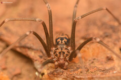 Loxosceles simillima