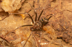 Loxosceles simillima