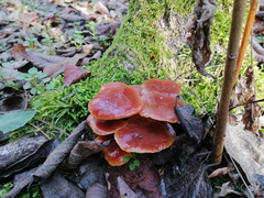 Flammulina