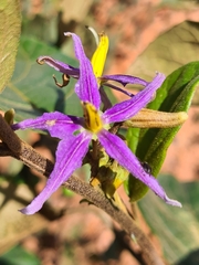 Solanum subinerme