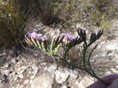 Limonium scabrum
