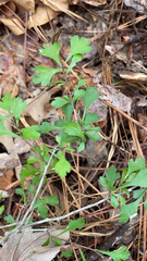 Crataegus spathulata