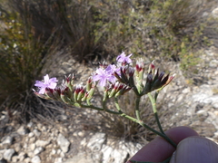 Limonium scabrum