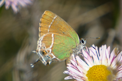 Callophrys xami