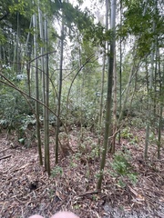 Phyllostachys
