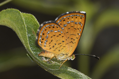 Calephelis arizonensis