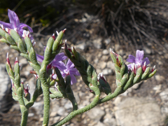 Limonium scabrum