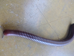 Diplopoda