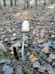 Coprinus comatus