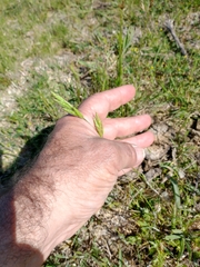 Bromus hordeaceus