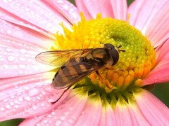 Eupeodes latifasciatus