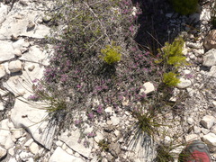 Indigofera brachystachya