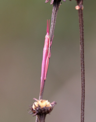 Photo of Cattail Toothpick Grasshopper (Leptysma marginicollis)