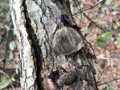 Auricularia polytricha