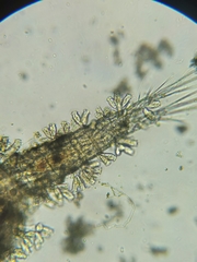 Sessilida