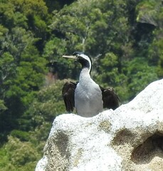 Phalacrocorax punctatus
