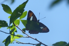 Adelpha thessalia