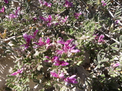 Indigofera brachystachya