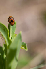 Subcoccinella vigintiquatuorpunctata