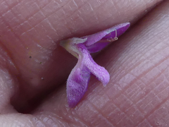 Indigofera brachystachya
