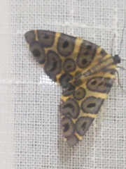 Pantherodes