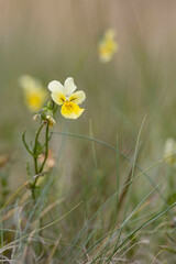 Viola lutea calaminaria