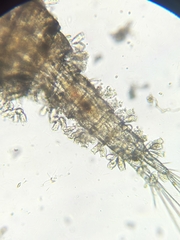 Sessilida