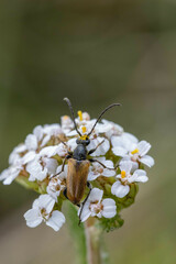 Pseudovadonia livida