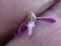 Indigofera brachystachya