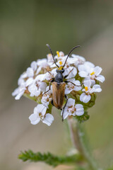 Pseudovadonia livida