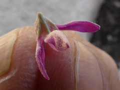 Indigofera brachystachya