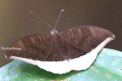 Tanaecia lepidea