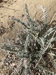 Astragalus mollissimus