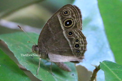 Mycalesis intermedia