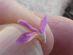 Indigofera brachystachya