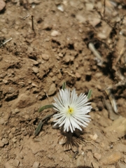 Drosanthemum calycinum
