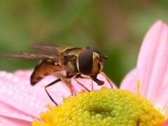 Eupeodes latifasciatus