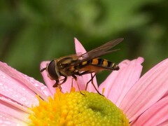 Eupeodes latifasciatus