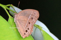 Mycalesis intermedia