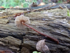 Mycena pseudocorticola