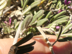 Indigofera brachystachya