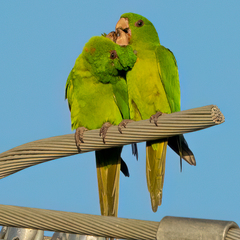 Psittacara holochlorus