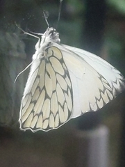 Hesperocharis marchalii